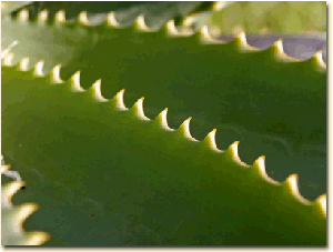 The Skin Preservation (aka Anti-Ageing) Properties of Aloe Vera