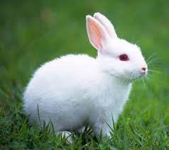 save our skin - You Will Be Shocked To See Which Brands Still Test Their Skin Care Products On Animals...